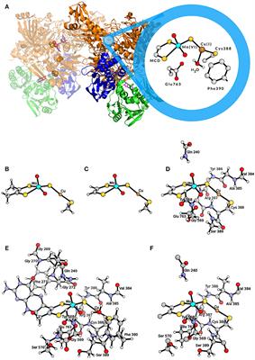 The Challenging in silico Description of Carbon Monoxide Oxidation as Catalyzed by Molybdenum-Copper CO Dehydrogenase